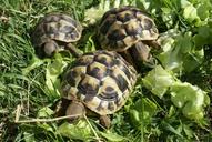 turtle-greek-turtles-turtles-animal-223407.jpg