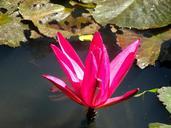 water-lily-blossom-bloom-red-pond-393950.jpg