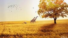 fields-giraffe-elephant-bird-613711.jpg