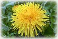 dandelion-buttercup-nature-summer-258876.jpg