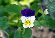 violet-blue-white-herb-tiny-flower-1636176.jpg