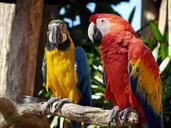 parrots-colorful-nature-1611632.jpg