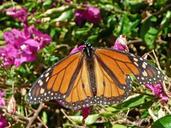 butterfly-flower-summer-insect-649215.jpg