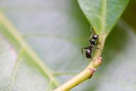 ant-insect-leaf-nature-background-433772.jpg