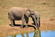 elephant-african-bush-elephant-463281.jpg