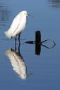 snowy-egret-bird-wildlife-nature-1142876.jpg