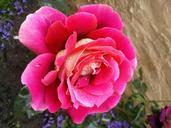 red-rose-rose-bloom-flower-garden-363185.jpg