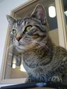 cat-tabby-pet-feline-kitty-animal-1122944.jpg