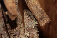 lizard-reptile-terrarium-urtier-362576.jpg