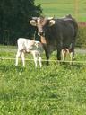 cow-calf-agriculture-dairy-cattle-662114.jpg