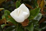 magnolia-flower-blooming-magnolia-1580768.jpg