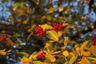 berries-fruits-red-tree-leaves-228129.jpg