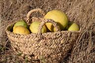 lemons-lemon-basket-fruit-basket-1457732.jpg