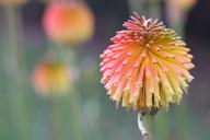 flower-sphere-yellow-orange-389372.jpg