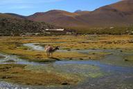 llama-alpaca-atacama-desert-oasis-594599.jpg