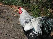 rooster-chicken-poultry-1234821.jpg