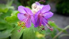 bee-pollen-pollen-cranesbill-1384480.jpg