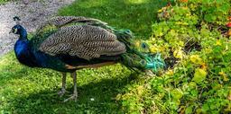 peacock-blue-bright-color-majestic-454512.jpg