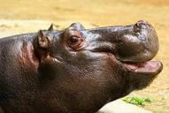 animal-hippo-smile-687102.jpg