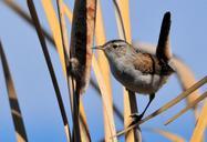 marsh-wren-bird-wildlife-nature-936996.jpg