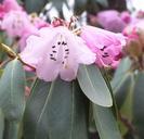 rhododendron-flower-bloom-season-166679.jpg