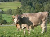 dairy-cattle-muhend-calf-pasture-662111.jpg