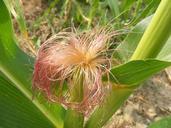 agriculture-cob-corn-fuchsia-green-87609.jpg