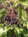 berries-black-common-elder-88161.jpg