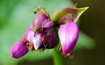 ants-ant-flower-flowers-blossoms-181945.jpg