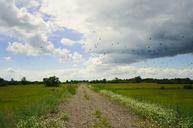 flock-of-birds-rural-road-landscape-19488.jpg