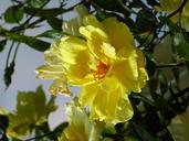 yellow-rose-rose-rambler-macro-1417283.jpg