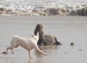 seal-sea-dog-encounter-456756.jpg