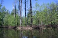 Edge of pond with variety of deciduous and evergreen trees growing on shoreline.jpg