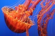 jellyfish-tentacles-sea-blue-jelly-497527.jpg