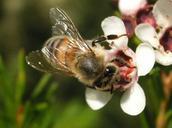 bee-flower-bloom-macro-pollen-569434.jpg