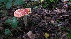 forest-mushrooms-moss-fliegenpilz-652843.jpg