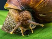 snail-slimy-land-snail-reptiles-424122.jpg