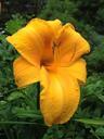 lily-flower-yellow-beautiful-405608.jpg