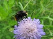 pollen-flower-insect-nature-macro-562388.jpg