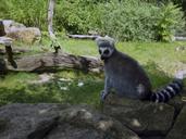 lemur-zoo-dresden-summer-animal-652492.jpg