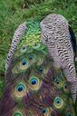 peacock-feathers-bird-color-animal-1045504.jpg