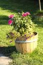 flowerpot-flowers-plant-barrel-ton-189093.jpg