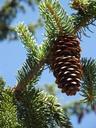 cone-pine-pine-cones-765598.jpg