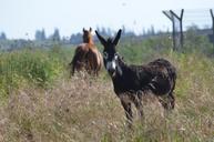 donkey-nature-animal-mammal-farm-655275.jpg