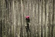 fence-rose-solitude-pink-love-615394.jpg