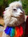 alpaca-animal-lama-sweet-scarf-43362.jpg