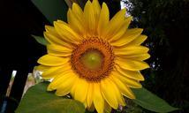 sunflower-flowers-helianthus-sun-94186.jpg