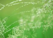 water-drops-green-spring-gras-526576.jpg