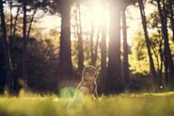 pug-dog-outdoors-meadow-dressed-984161.jpg