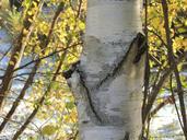 birch-tree-tribe-water-soon-201207.jpg